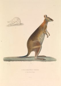 De Halmature Thetis
