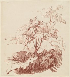 Bloeiende plant met knoppen door I Jean Baptiste Hüet