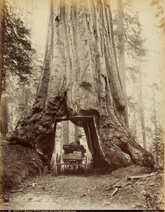 Deel van "Wawona", 28 voet diameter, 275 voet hoog, Mariposa Grove door I. W. Taber