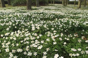 Lente-anemonen