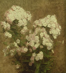 Phlox, 1870