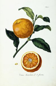 Sinaasappel, Citrus Aurantium, Vrucht door Ignaz (after) Strenzl