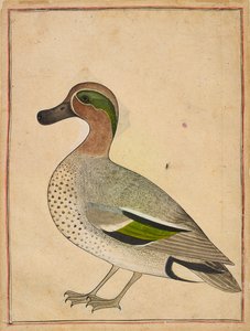 Een groen gevleugelde taling, ca. 1730 door Indian School