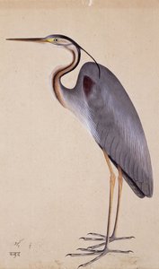 Een reiger, ca. 1820