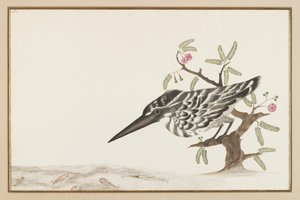 Een ijsvogel kijkt toe door Indian School