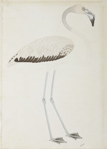Een flamingo, c.1780 door Indian School