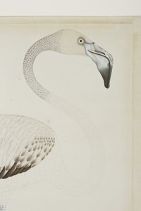 Een flamingo, detail, c.1780
