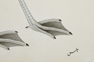 Een flamingo, detail, c.1780 door Indian School