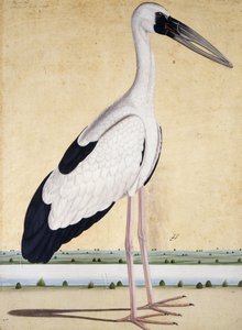 Een ooievaar met open snavel, c. 1780