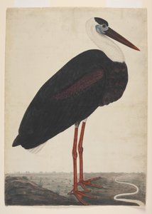 Zwarte ooievaar in een landschap, ca. 1780 (dekkende aquarel op Europees papier) door Indian School