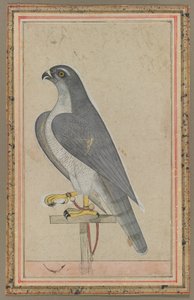 Valk, ca. 1770 (dekkende aquarel op papier) door Indian School