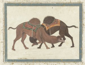 Vechtende kamelen, ca. 1680-1700