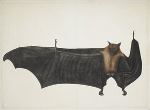 Grote Indiase fruitvleermuis, ca. 1777-82