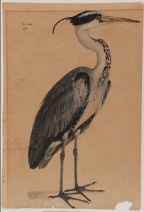 Grijze reiger