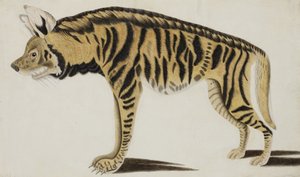 Hyena, na 1794 door Indian School