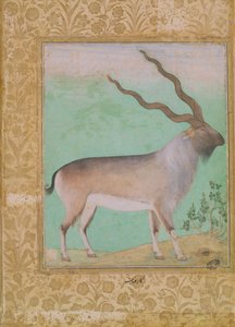 Steenbok, Mughal door Indian School