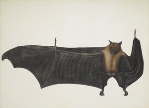Indische Vliegende Vos ook bekend als Grote Indische Vleerhond, Pteropus Giganteus, c1800 door Indian School