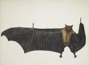 Indische vliegende vos ook bekend als Grote Indische fruitvleermuis; Pteropus Giganteus, ca. 1800 door Indian School