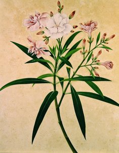 Oleander, c.1840 door Indian School