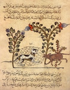 De kat en de rat, Arabische miniatuur uit 