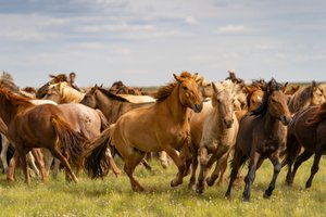 Een kudde paarden in de Zuid-Gobi woestijn, Mongolië