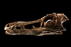 Schedel van een Alvarezsaurachtige dinosaurus bij het IVPP in Beijing, China.