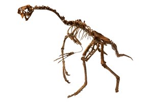 Een bijna complete Oviraptor uit Mongolië.