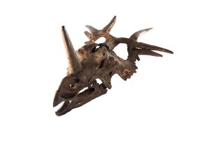 Een originele Styracosaurus bij het Canadian Museum of Nature. door Ira Block