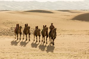 Karavaan van Bactrische kamelen in de Zuid-Gobi-woestijn, Mongolië, 2013