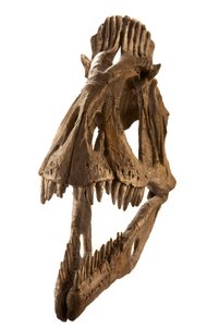 Cryolophosaurus-gipsafgietsel bij Augustana College, Rock Island, Illinois.