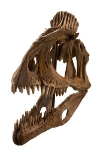 Cryolophosaurus afgietsel bij Augustana College, Rock Island, Illinois.