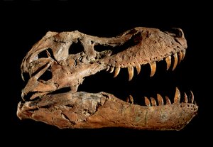 Fossiele schedel van Tyrannosaurus Rex "Sue"