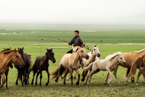 Lokale familie die hun paarden bijeen drijft in Gun-Galuut Natuurreservaat