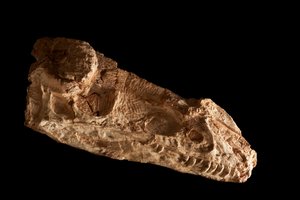 Sub-adult Guanlong Wacali schedel in het IVPP in Beijing, China door Ira Block