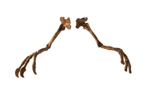 De Mongoolse dinosaurus Deinocheirus, met zijn gigantische armen en klauwen. door Ira Block