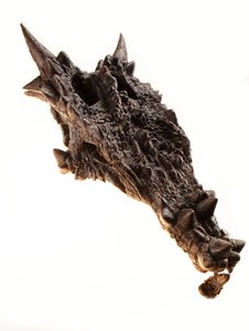 De schedel van de Dracorex bij het Children
