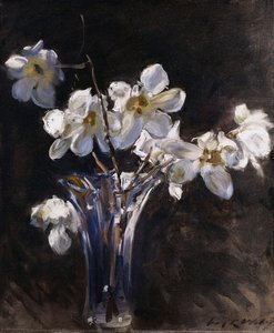 Magnolia