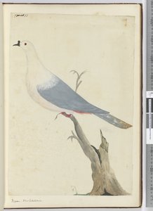 Duif, Nieuw-Caledonië, 1772-75 door Isaac Smith