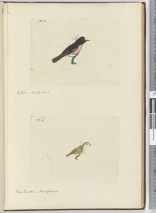 Waaierstaart, Nieuw-Zeeland Kleine waaierstaart, Nieuw-Zeeland, 1772-75 door Isaac Smith