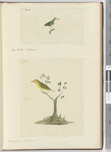 Kleine waaierstaart, Nieuw-Zeeland Mockingbird, Nieuw-Zeeland, 1772-75