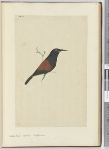 Wattle bird. Koekoek. Nieuw-Zeeland, 1772-75 door Isaac Smith