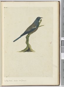 De poya vogel, koekoek. Nieuw-Zeeland, 1772-75