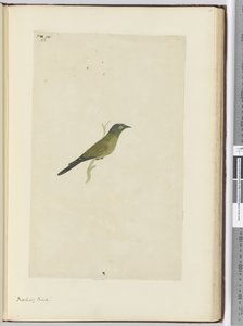 Spotvogel, 1772-75