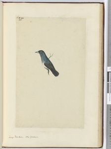 Grote waaierstaart. Nieuw-Zeeland, 1772-75 door Isaac Smith