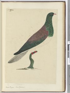 Houtduif. Nieuw-Zeeland, 1772-75