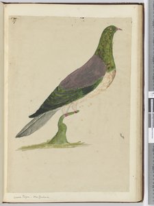 Houtduif. Nieuw-Zeeland, 1772-75