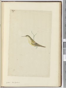 Koekoek. Nieuw-Zeeland, 1772-75