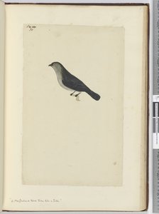 Een Nieuw-Zeelandse vogel tam als een roodborstje, 1772-75