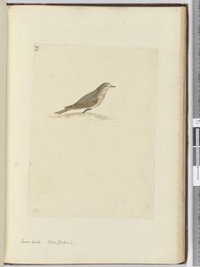 Strandleeuwerik. Nieuw-Zeeland, 1772-75