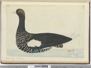 Geschilderde eend. Nieuw-Zeeland, 1772-75